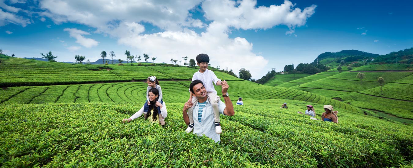 Cairn Hill Trekking - Tea Estate and View